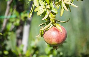 Etna Holiday Home,studio Melograno