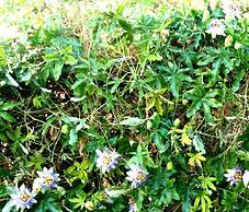 Tertenia Ground Floor South 3 min Walk From the sea