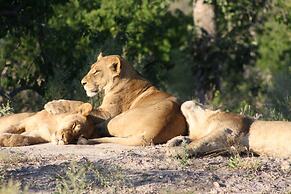 Bush Baby Calls mobile camps