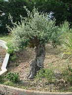 Panoramic Villa Italy Just few Minutes Drive From the Beach