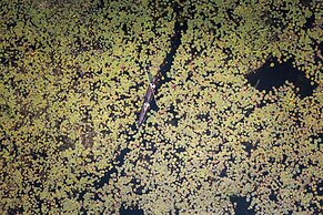 Boteti Tented Safari Lodge