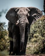 Honeyguide Khoka Moya Camp