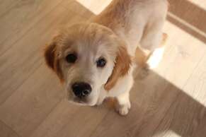 The Swallows Bed and Breakfast