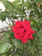 Namhae German Village Frankfurt Story