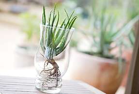 Klaserie Sands Safari Trails