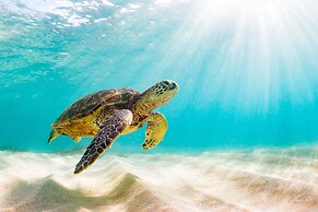 Sheraton Kosgoda Turtle Beach Resort