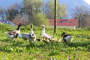 Zaißlhäusl Hof Ferienwohnungen