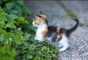 Zaißlhäusl Hof Ferienwohnungen