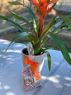 Anastasios Olive Garden Apartments