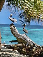 Coco's Beachfront Cabanas