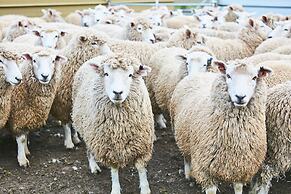 Great Ocean Walk Retreat