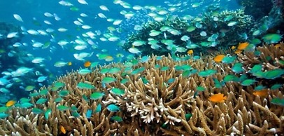 Dewantara Boutique Villa Resort Bali