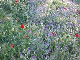 Charming Traditional 1-bed House in Rhodes