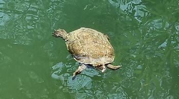 Charming Traditional 1-bed House in Rhodes