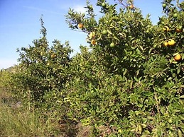 Charming Traditional 1-bed House in Rhodes