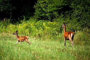 Apartments Vrata Baranje