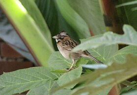 Casanovas Hotel Boutique