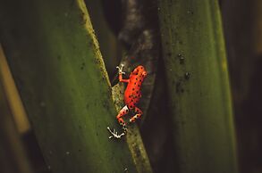 Red Frog Beach Island Resort