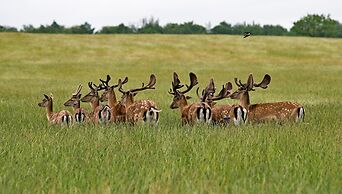 Koldinghallerne - Sportel