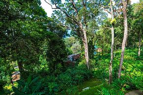 The Tall Trees Munnar