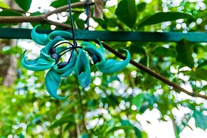 The Tall Trees Munnar
