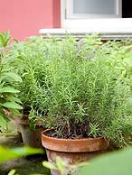 Nenè - Accommodation Il Vicolo