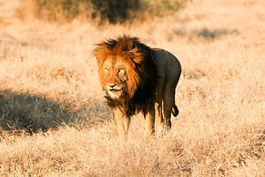 Karongwe Portfolio - Shiduli Private Game Lodge