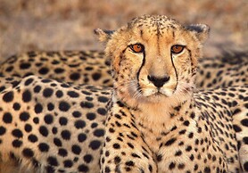 Karongwe Portfolio - Shiduli Private Game Lodge