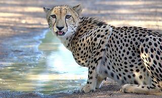 Karongwe Portfolio - Shiduli Private Game Lodge