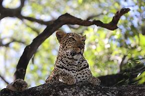 Karongwe Portfolio - Shiduli Private Game Lodge