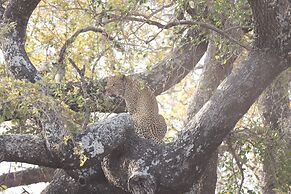 Karongwe Portfolio - Shiduli Private Game Lodge