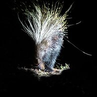 Karongwe Portfolio - Shiduli Private Game Lodge