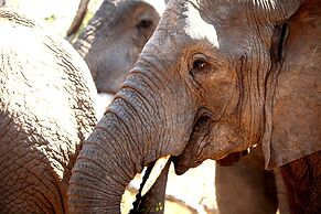 Karongwe Portfolio - Shiduli Private Game Lodge