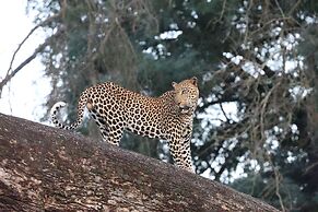 Karongwe Portfolio - Shiduli Private Game Lodge