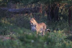 Karongwe Portfolio - Shiduli Private Game Lodge