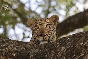 Karongwe Portfolio - Shiduli Private Game Lodge