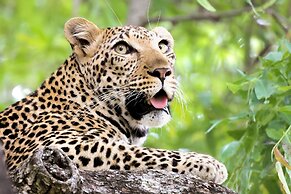 Karongwe Portfolio - Shiduli Private Game Lodge