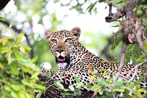 Karongwe Portfolio - Shiduli Private Game Lodge