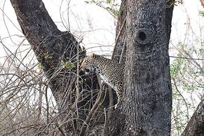 Karongwe Portfolio - Shiduli Private Game Lodge