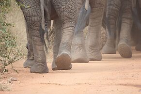 Karongwe Portfolio - Shiduli Private Game Lodge