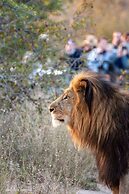 Karongwe Portfolio - Shiduli Private Game Lodge