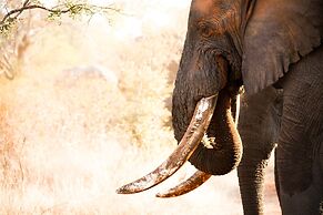 Karongwe Portfolio - Shiduli Private Game Lodge