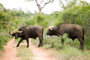 Karongwe Portfolio - Shiduli Private Game Lodge