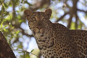 Karongwe Portfolio - Shiduli Private Game Lodge