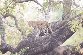 Karongwe Portfolio - Shiduli Private Game Lodge