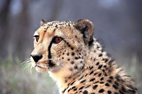 Karongwe Portfolio - Shiduli Private Game Lodge