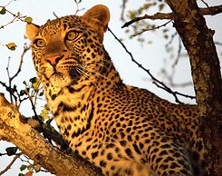 Karongwe Portfolio - Shiduli Private Game Lodge