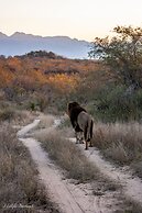 Karongwe Portfolio - Shiduli Private Game Lodge