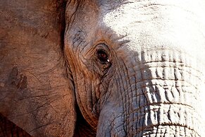 Karongwe Portfolio - Shiduli Private Game Lodge