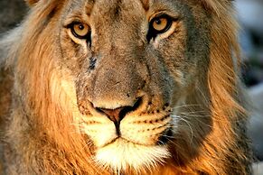 Karongwe Portfolio - Shiduli Private Game Lodge